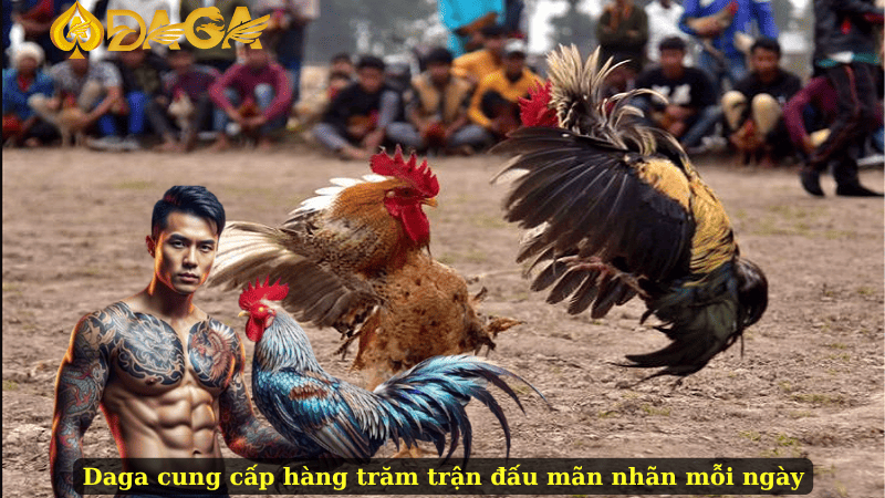 Daga cung cấp hàng trăm trận đấu mãn nhãn mỗi ngày